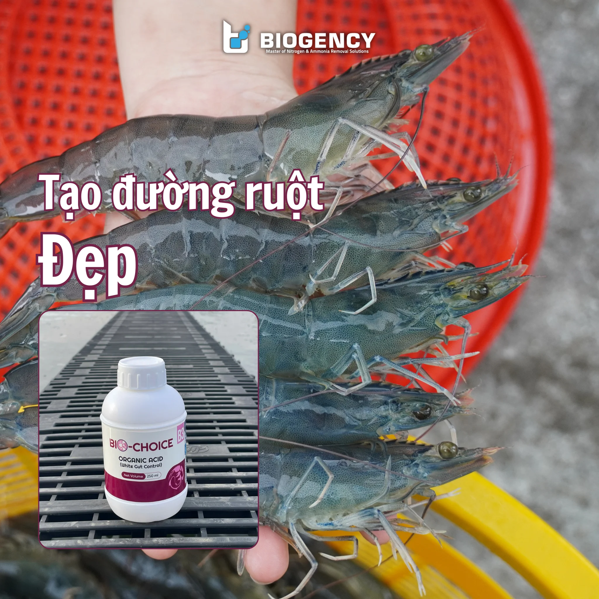 BIO-CHOICE B3 - Axit hữu cơ - Ảnh 3