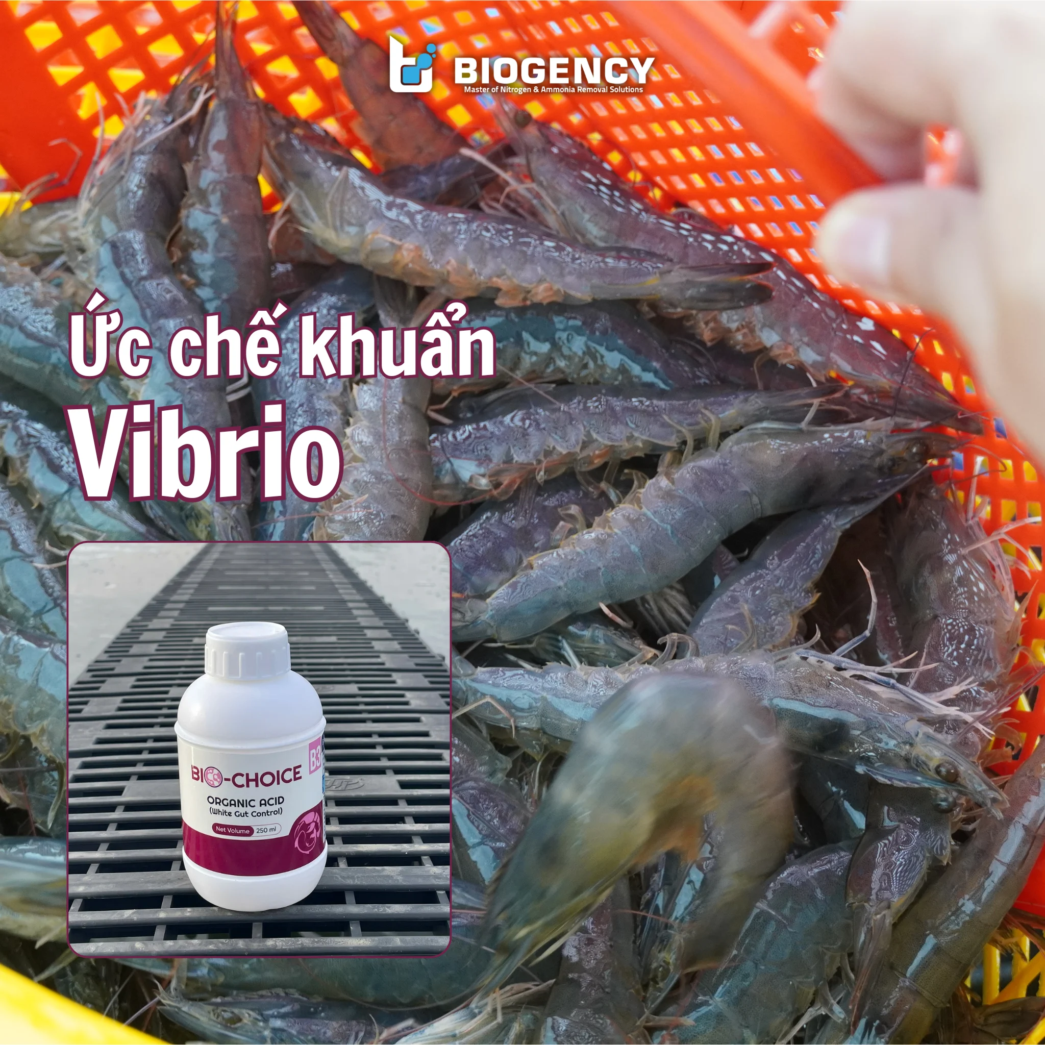 BIO-CHOICE B3 - Axit hữu cơ - Ảnh 4